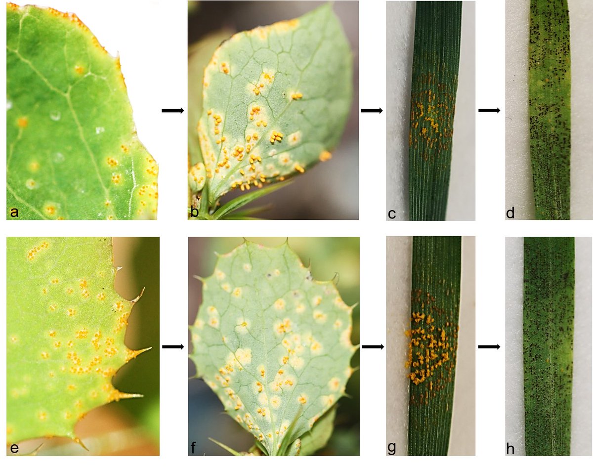 RustWatch tweet media