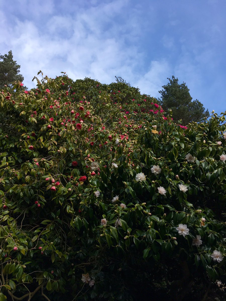 #BlossomWatch #GwleddYGwanwyn @NTWales At glorious Penrhyn Castle yesterday. Grounds and garden are open @NTPenrhynCastle