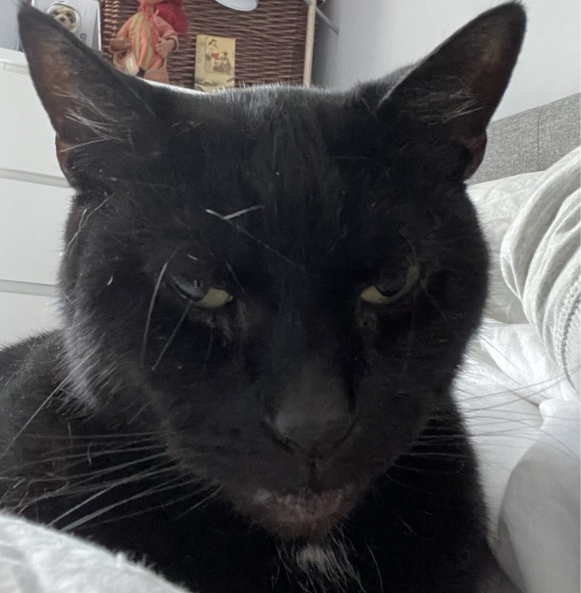 cybercat207's tweet photo. No human I’m not moving 😾my comfort is your priority. https://t.co/rI0rJpUl5K