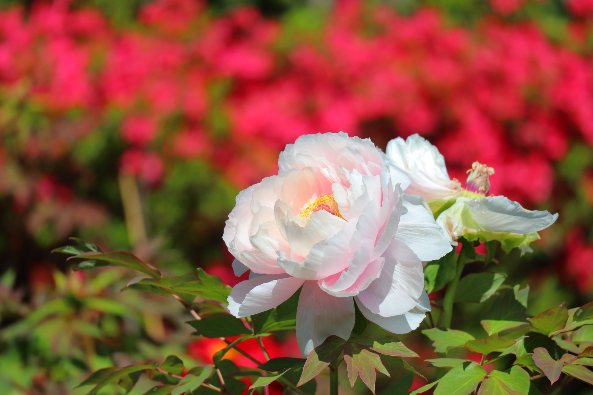 国営昭和記念公園 園内のチューリップは見頃過ぎとなりましたが ネモフィラやナノハナなど春の花がたくさん咲いてきています 公式hpで開花状況をお知らせしております T Co Hvybobz6pc 昭和記念公園 開花情報