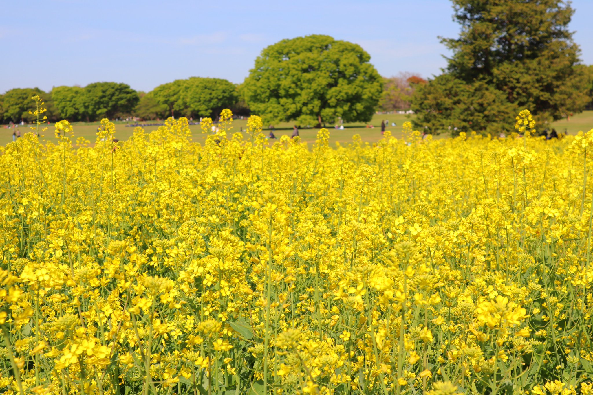 国営昭和記念公園 園内のチューリップは見頃過ぎとなりましたが ネモフィラやナノハナなど春の花がたくさん咲いてきています 公式hpで開花状況をお知らせしております T Co Hvybobz6pc 昭和記念公園 開花情報