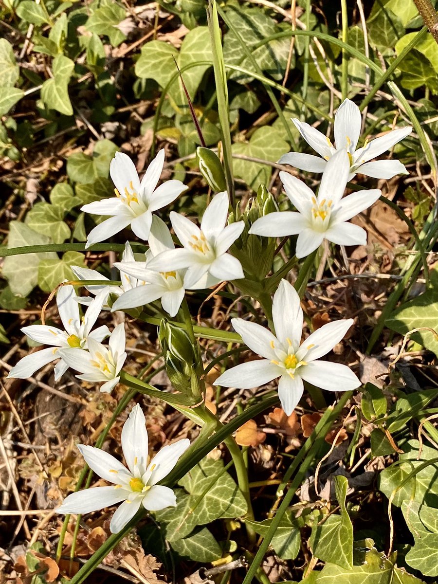 💫 Stelle di Betlemme  

Curiosità: secondo una leggenda, la stella cometa che guidò i Magi si trasformò in questo fiore pur di rimanere sulla Terra.
 #conleggerezza
 #15aprile 
#quelPosto