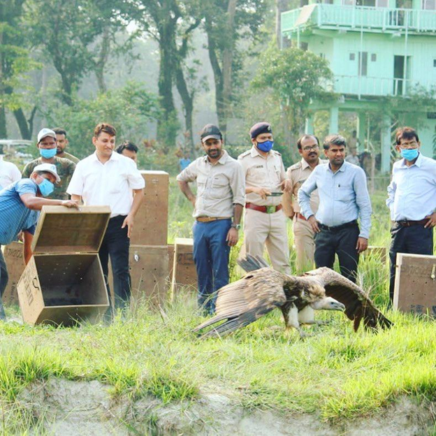 PrakashJavdekar's tweet photo. Happy to note that 21 of the Himalayan griffon vultures brought in critical condition were released back to the wild after being treated by the vets. 
Kudos to efforts towards the conservation of #vultures that have reduced by over 95 percent over recent decades. https://t.co/ZGjxqzZlgj