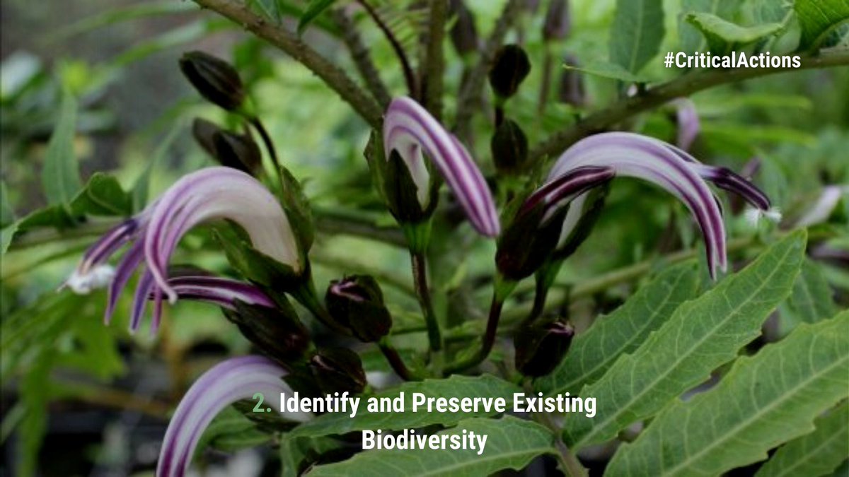 DendraSystems's tweet photo. #CriticalAction for sustainable #EcosystemRestoration number 2: Identifying and preserving existing #biodiversity is critical to building more resilient and adaptable #ecosystems.
Read the article→https://t.co/uZNhQxJOJv https://t.co/t4zVMoyRdv