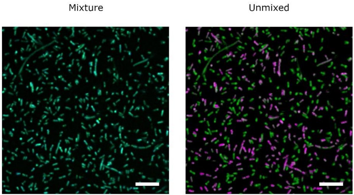 Ivan Gushchin (@ivangushchin) on Twitter photo Another day, another LOV domain color tuning paper 🥳 Red-shifted variants for two color imaging. Open access <a href="/jbiolchem/">Journal of Biological Chemistry</a> jbc.org/article/S0021-… Great collaboration with IMET/IBG-1/IBI-1/7 <a href="/fz_juelich/">Forschungszentrum Jülich | @fzj@social.fz-juelich</a>, and also <a href="/RWTH/">RWTH Aachen</a>! Another day, another LOV domain color tuning paper 🥳 Red-shifted variants for two color imaging. Open access <a href="/jbiolchem/">Journal of Biological Chemistry</a> jbc.org/article/S0021-… Great collaboration with IMET/IBG-1/IBI-1/7 <a href="/fz_juelich/">Forschungszentrum Jülich | @fzj@social.fz-juelich</a>, and also <a href="/RWTH/">RWTH Aachen</a>!