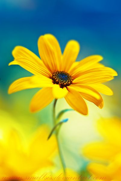 maredit19's tweet image. 💛🌾✨🎶