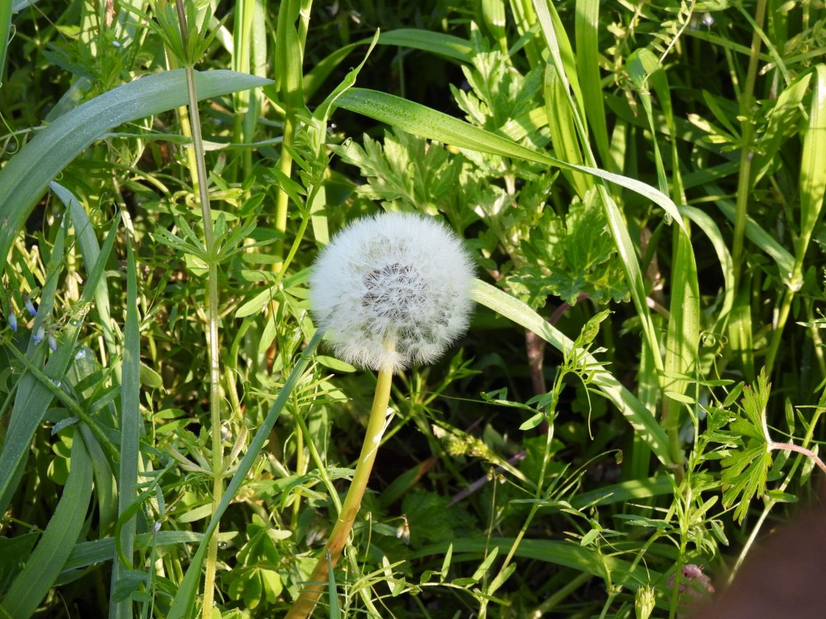 はなまる うどん たんぽぽ 水繋がり 私が 初めて驚いた植物 不思議な たんぽぽ 庭の花水木 玄関脇に 石臼のメダカ入れ 置いて見た 数千匹のメダカは もちろん入れない はなまる うどん たんぽぽ 水繋がり 私が 初めて驚いた植物 不思議な たんぽぽ 庭の花水木 玄関脇に 石臼のメダカ入れ 置いて見た 数千匹のメダカは もちろん入れない