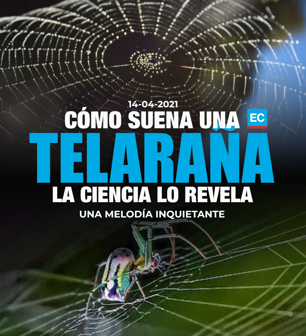 elcomerciocom's tweet photo. #ATENCIÓN | La ciencia identifica cómo suena una telaraña. Melodía inquietante suficiente para enviar un hormigueo por la espalda » https://t.co/QamU4dPtsc https://t.co/516qkrGdqf