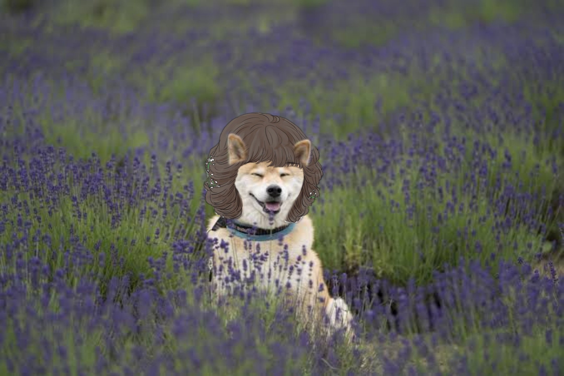 تويتر 柴犬まる على تويتر アメブロを投稿しました ラベンダーの花言葉は アメブロ T Co Icaalqomrh