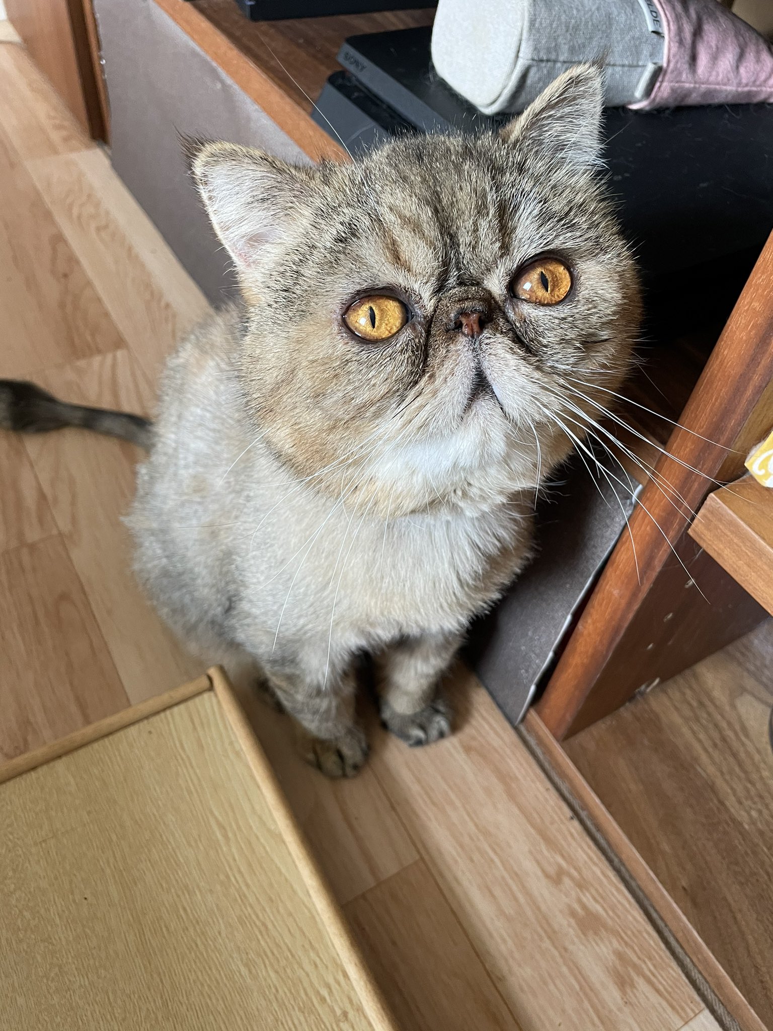 ねこもね A Twitter 顔拭かれてショックを受けた猫 T Co K9yzzmjrgc Twitter