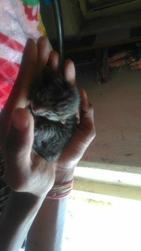 KalboneSam tweet picture