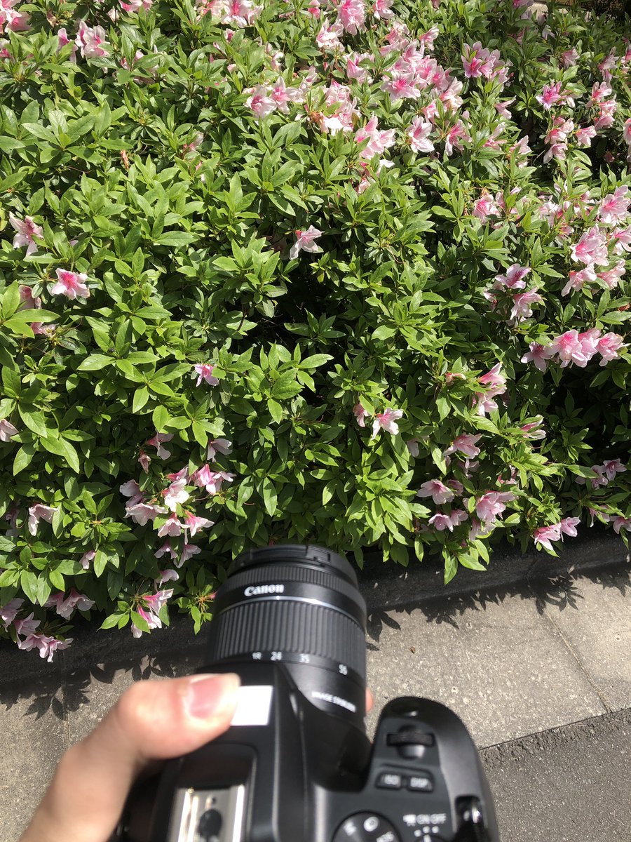 F_INARI's tweet photo. カメラ持たされて放り出された。外に。 https://t.co/1eWNApcCMr