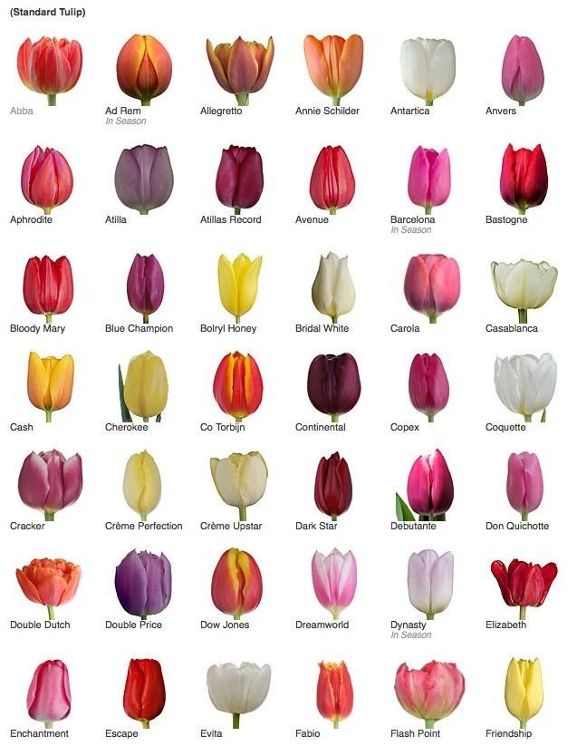 types of tulip