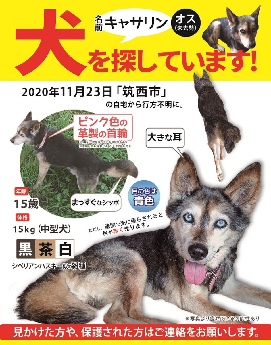 迷子犬キャサリン 茨城県筑西市 迷い犬 を探しています 茨城県筑西市で失踪した大事な家族を 犬を探しています シベリアンハスキーやシェパード似の青い目が特徴的な子です もしかしたら誰かに保護されていることも考えています 茨城県 栃木県