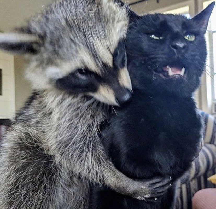 reactions on Twitter "raccoon and cat hanging out hug…