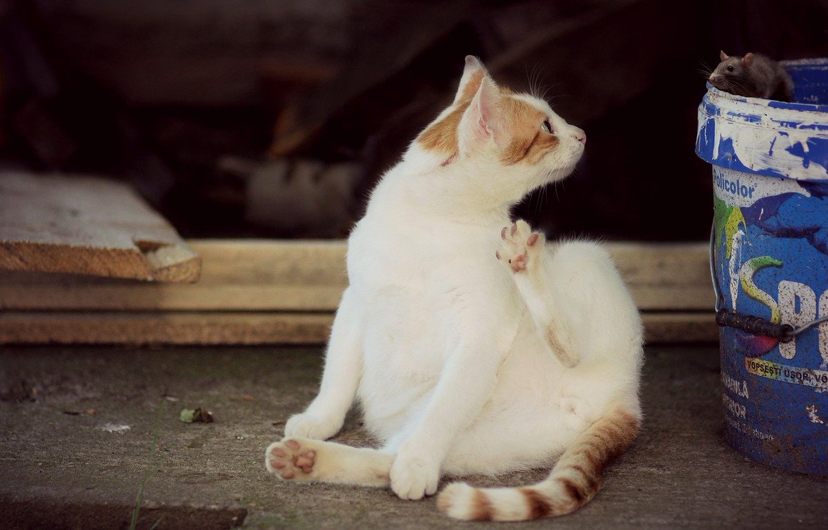 HourlyMouse tweet picture