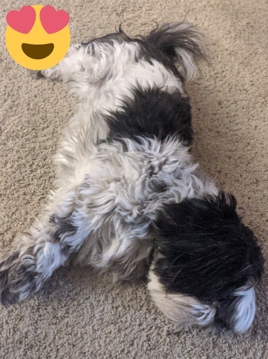 BrownsFanGurl's tweet photo. Someone passed out after a long day of being the best nurse ever. #vaccinated #Clevand #DogsofTwittter https://t.co/en3UtdX7rw