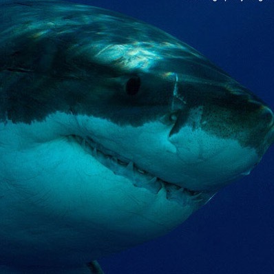 Shark Diving Xperts tweet media