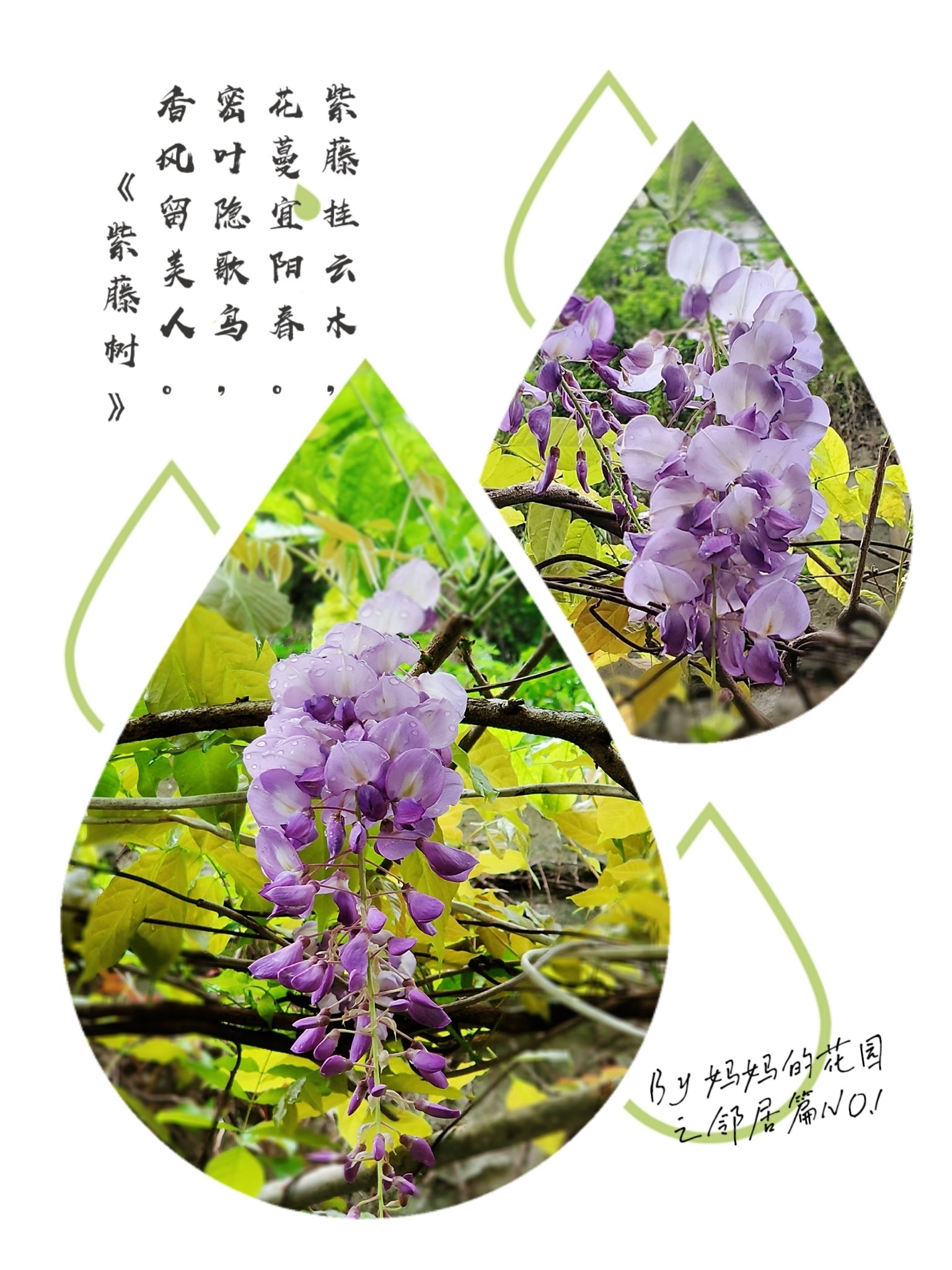 توییتر Arttraval در توییتر 妈妈的花园 之邻居篇no 1 今天的花儿 是邻居罗老师花园中的紫藤花 看到紫藤花 就想起外公 小的时候外公教我画花 开始就是学梅花 菊花 紫藤花 附图 外公张祖九老先生的紫藤花作