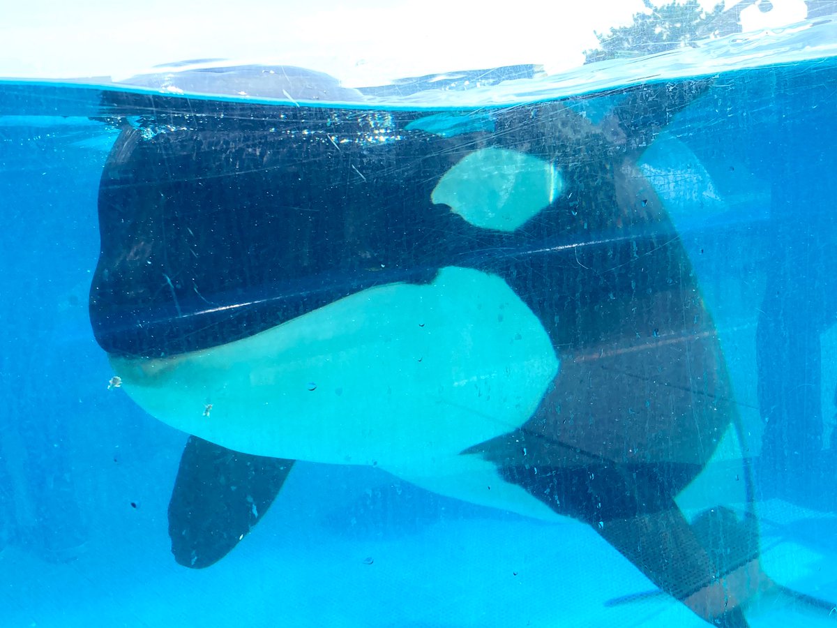 いやーーーッ 来た ひーー かわいいかわいいかわいいかわいい あああ シャチ シャチ