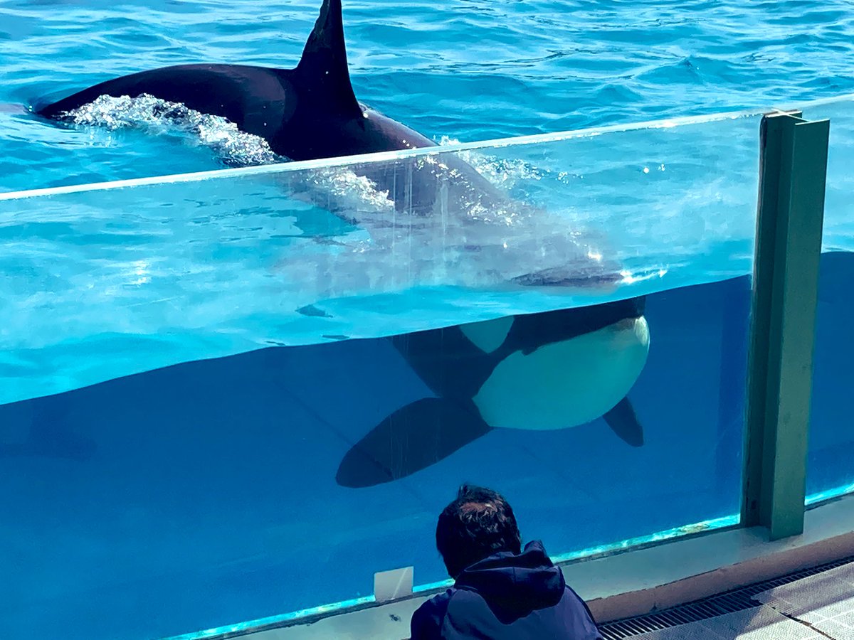 いやーーーッ 来た ひーー かわいいかわいいかわいいかわいい あああ シャチ シャチ