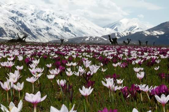 Rozê sîma / Ma, rind, xêr û wes bo! 
Rojbaş 
Günaydın 
#Dersîm