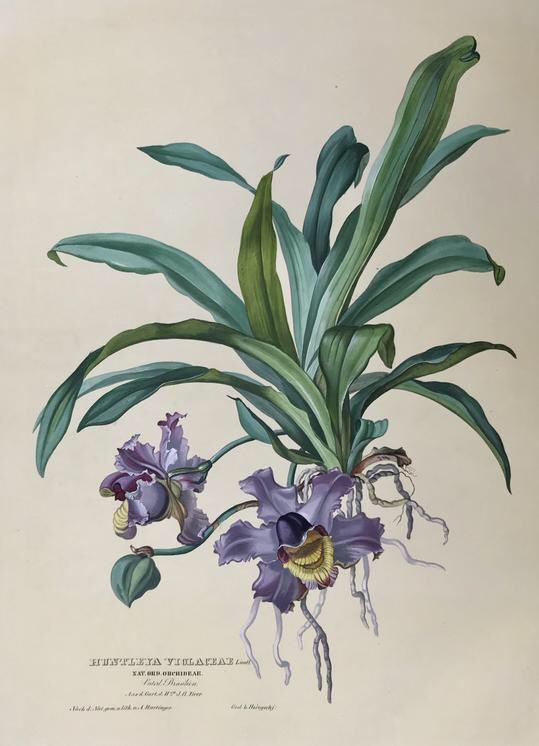philographikon2's tweet photo. #AntonHartinger (1806 - 1890), was a Viennese artist specialized in flower painting. He was a member of the Viennese Academy of Arts from 1843 to 1851 in the Flower and Fruit School and a pioneer in the field of chromolithography. #hartinger https://t.co/piPCUQwHzF https://t.co/t1T3XvnTCt