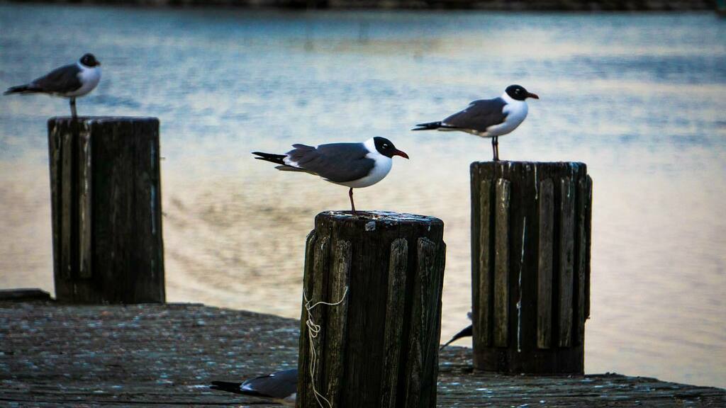ghostcatpatrick's tweet photo. Some friends chillin’ by the lake in Kenner, LA. #ghostcatentertainment #ghostcatpatrick #ghostcat #kenner #kennerla #kennerlouisiana #sonyalpha #sonyphotography #sonya6000 #birdsofinstagram #birds #photoglife #lakepontchartrain #lakesofinstagram #louisi… https://t.co/YeOXYf3NZj https://t.co/CnUCcylWX2