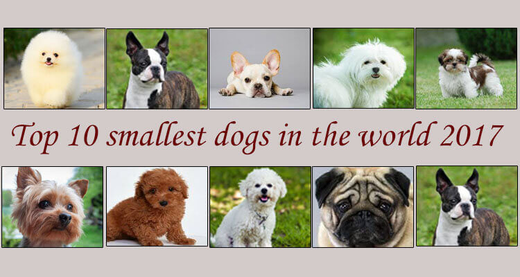 which is the smallest dog breed in the world