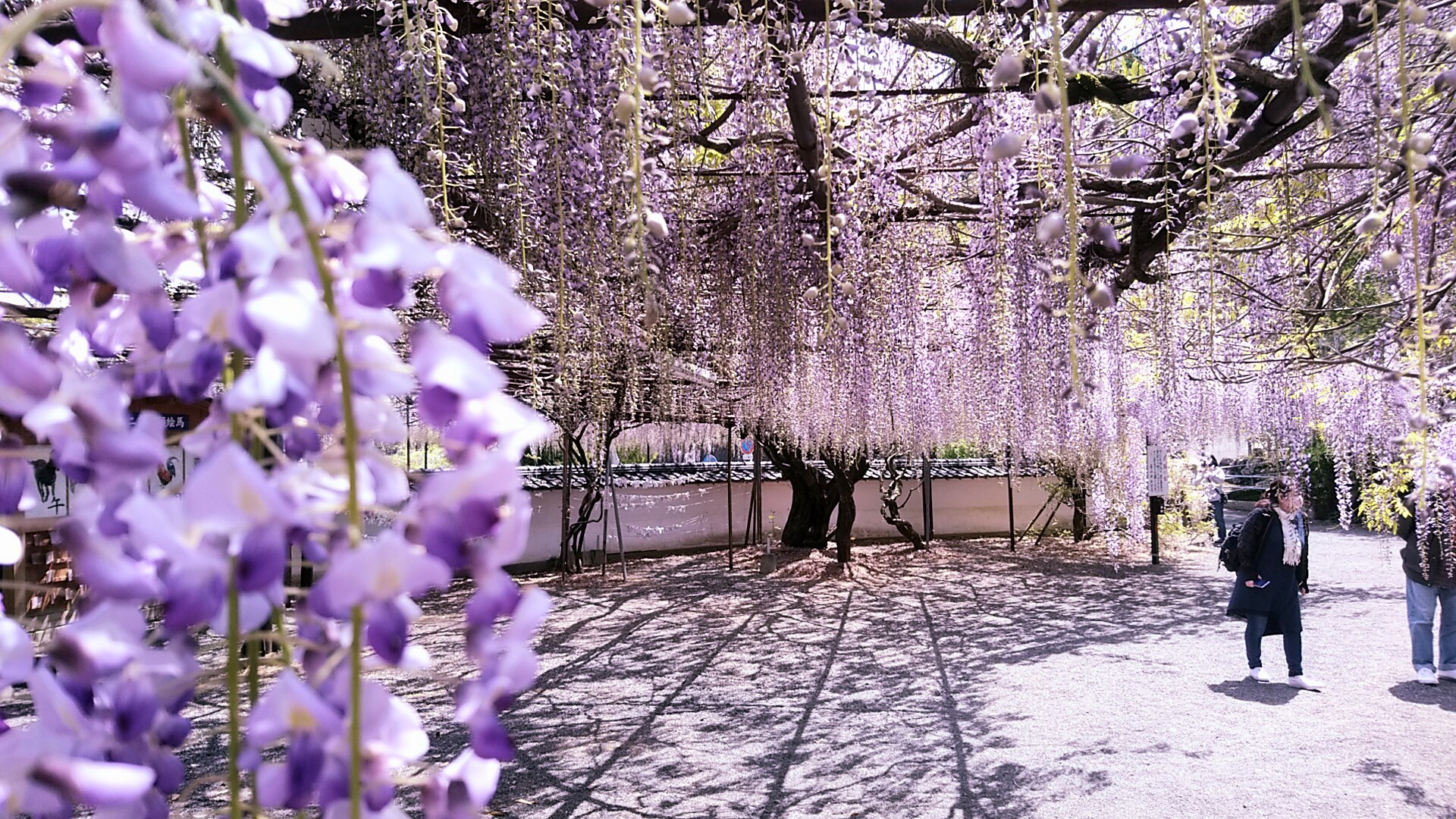 Sky 今日は休みで藤の花の名所 佐世保藤山神社へ行って来ました まだ満開じゃなかったけど綺麗に咲いていました ۶ 佐世保 藤山神社 鬼滅 T Co 0ifniloqfr Twitter