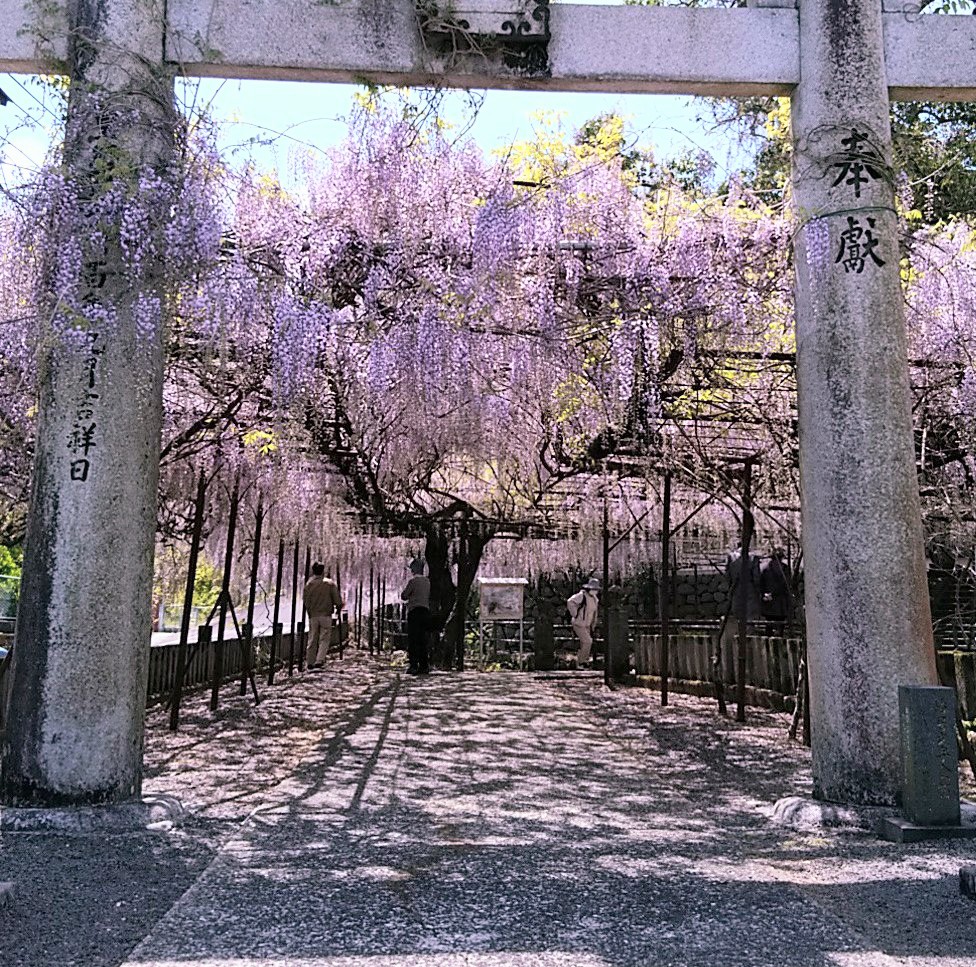 Sky 今日は休みで藤の花の名所 佐世保藤山神社へ行って来ました まだ満開じゃなかったけど綺麗に咲いていました ۶ 佐世保 藤山神社 鬼滅 T Co 0ifniloqfr Twitter