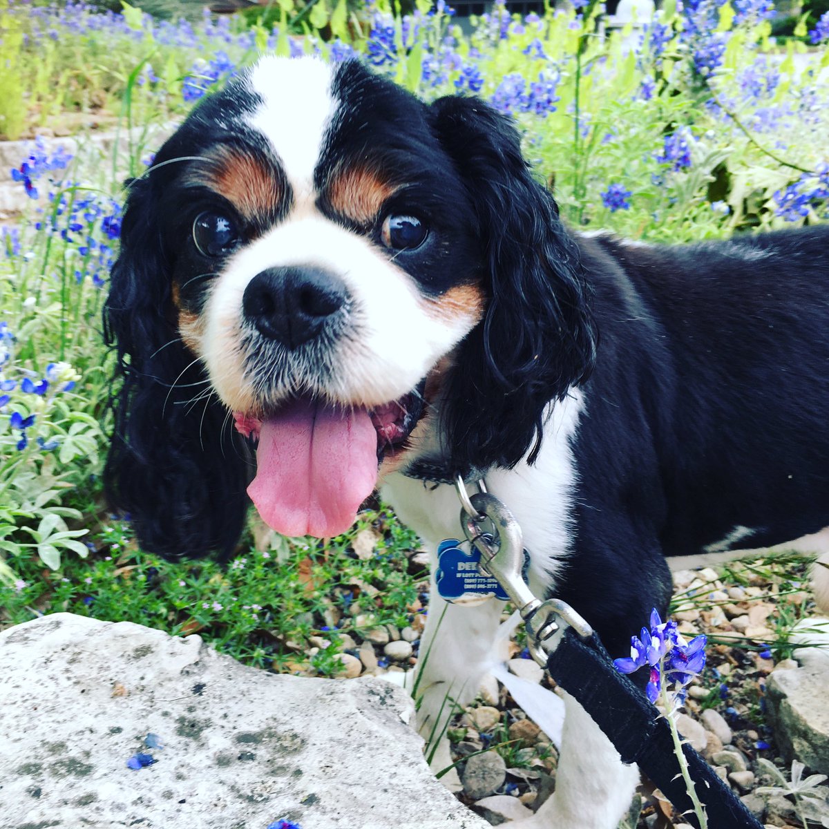 Mary_Wasson's tweet photo. Charlie Derecho in the #TXBluebonnets 💙. #15yearsold #stilllookslikeapuppy #cavsofinstagram #cavlife #furbabies #love https://t.co/tmNgYvObQt