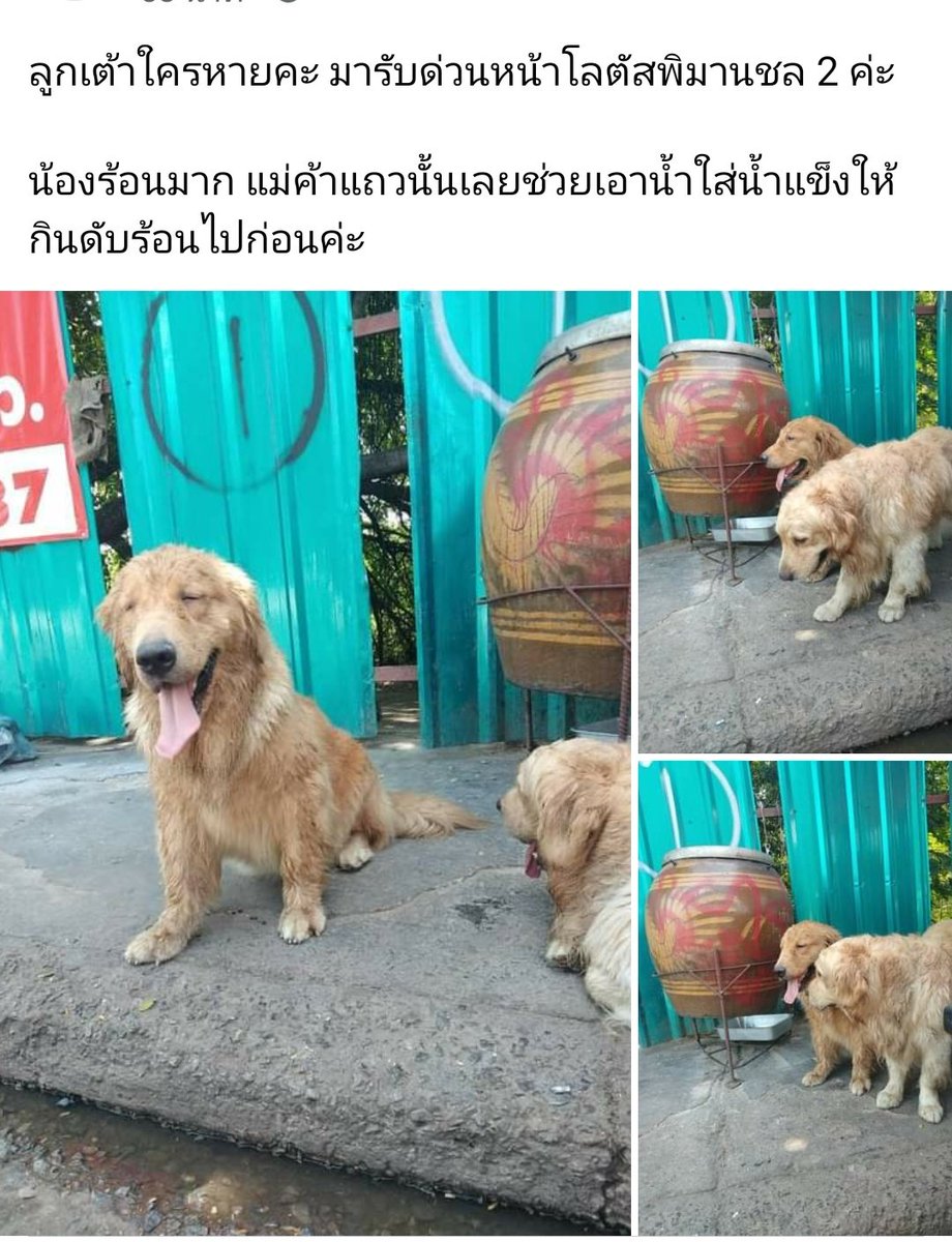 palitline's tweet photo. โกลเด้นใครหายออกจากบ้านไหมคะ แถวโลตัสพอมานชล 2 ที่ขอนแก่น มาเป็นแพ็คคู่เลย ร้อนมากด้วย
@js100radio https://t.co/TWllUhM7dU
