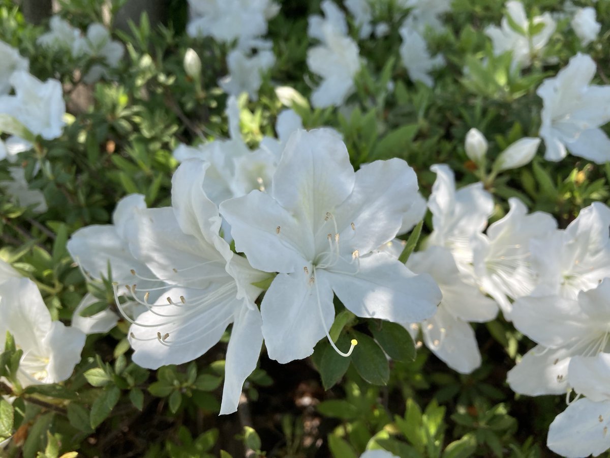 琉球ツツジ Twitter Search