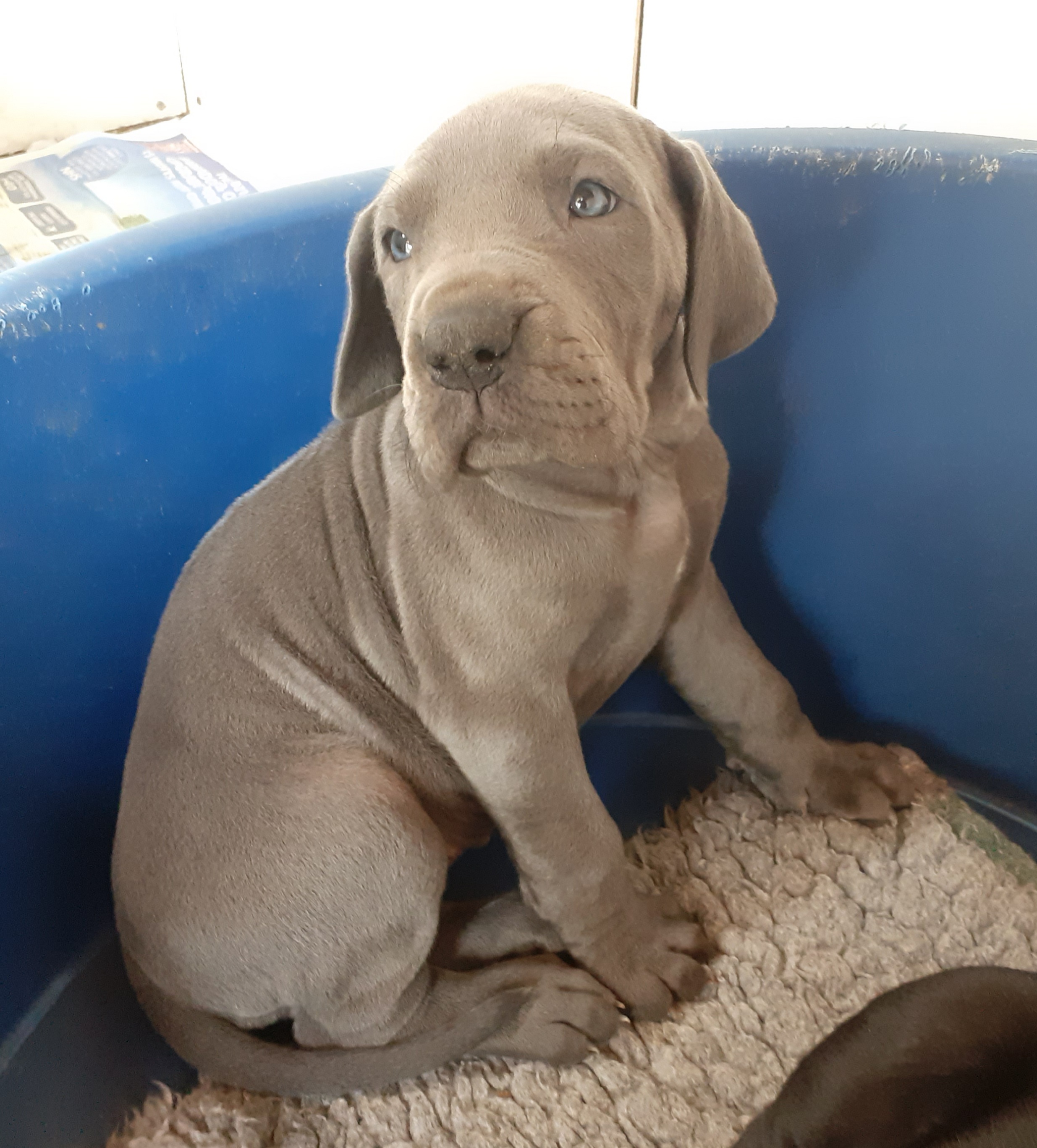 Great dane cheap puppy 5 months