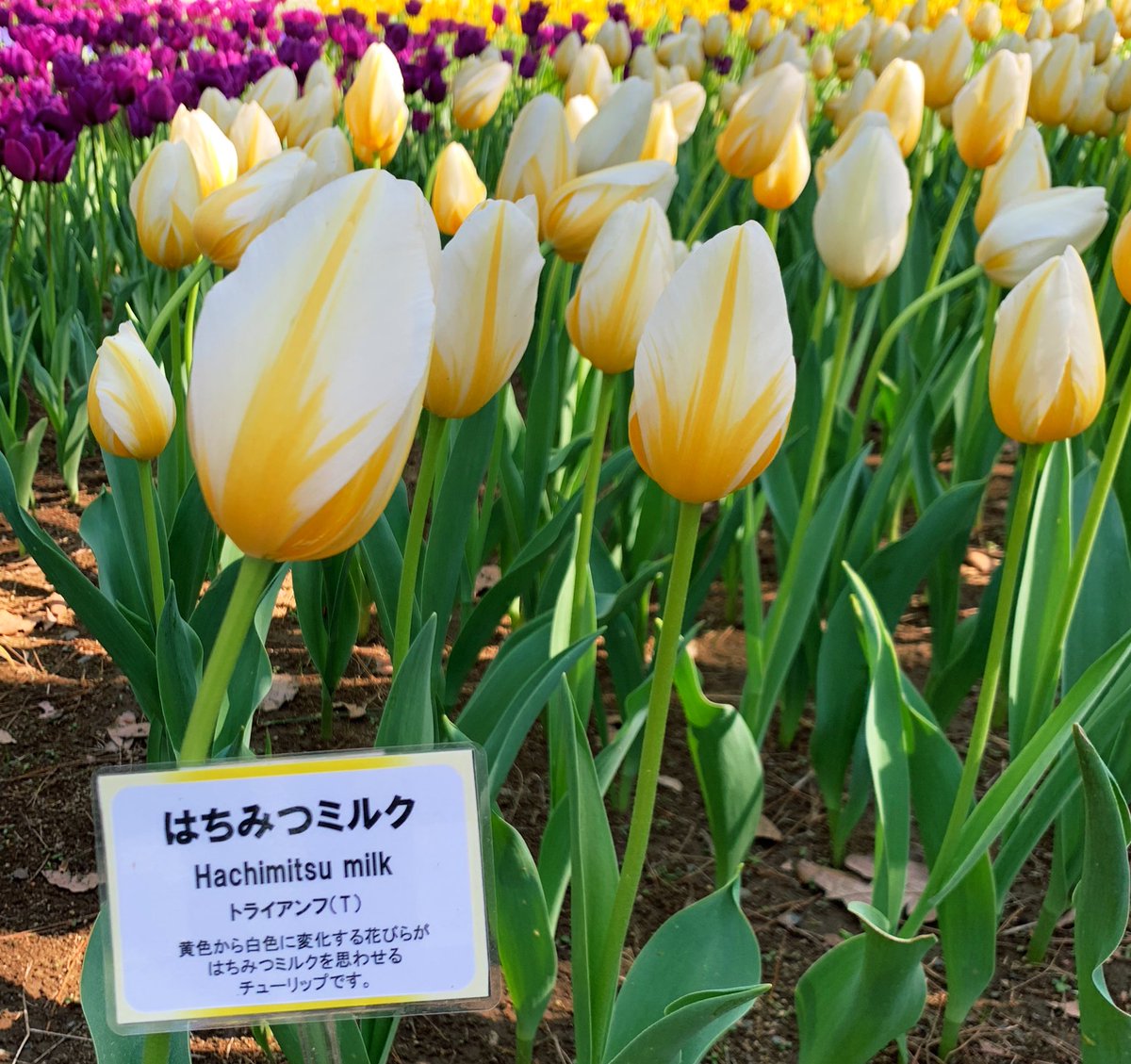 チューリップの名前が はちみつミルク で花の雰囲気にぴったり ネーミングセンスに気づくと より鑑賞が楽しめる 例年人気上位の品種ですね Togetter