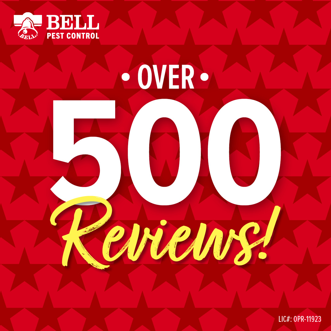 BellPestControl's tweet image. If you are looking for a highly rated pest control service we can help you out. #pestcontrol #pestcontrolreviewsnearmesacramento #bellpest #pestcontrolservicerevirews #Sacramento