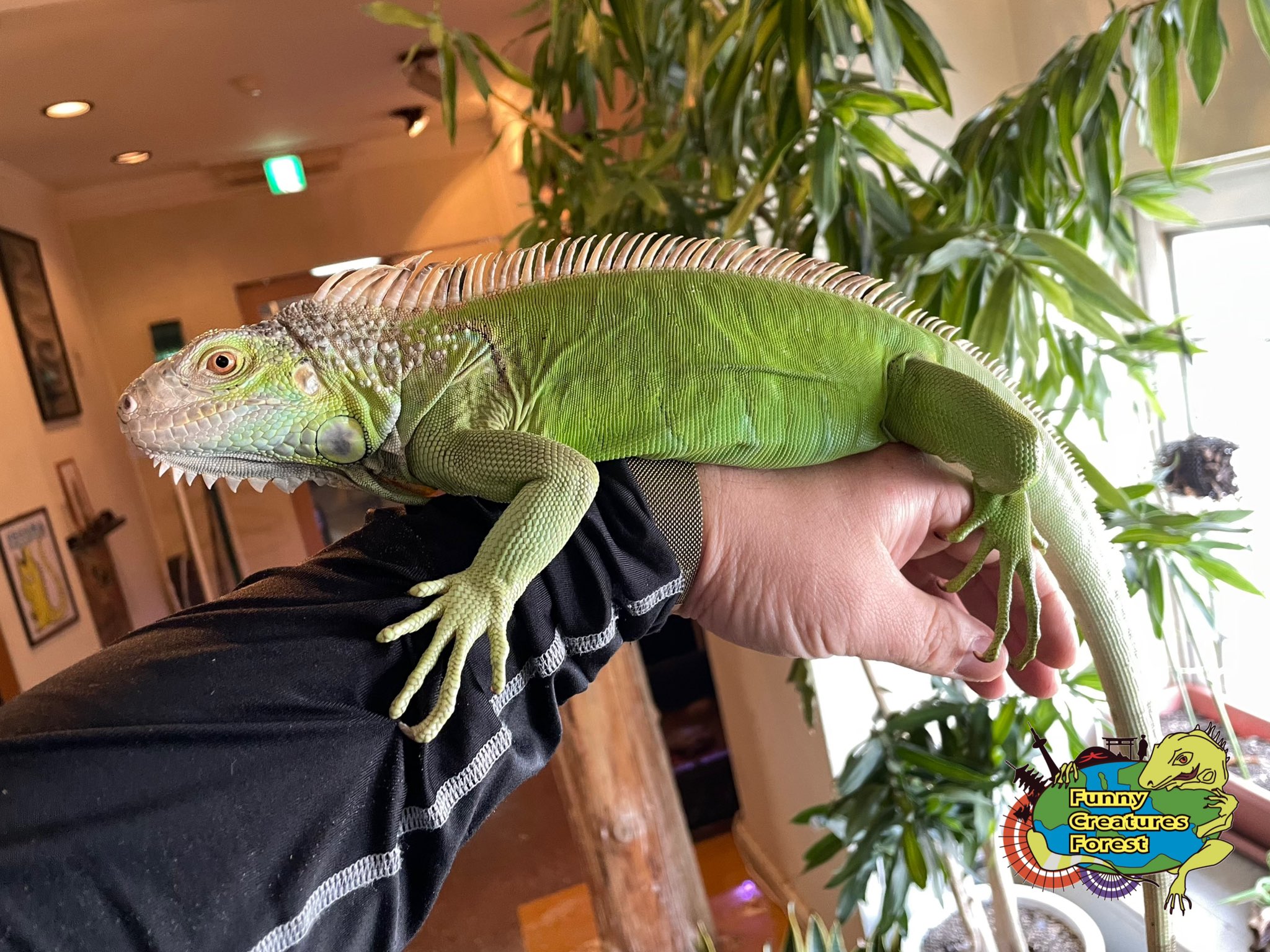 爬虫類カフェ ふぁにくり 京都祇園本店 新はちゅくんのご紹介 ちょいレアロカリティのガイアナ産のグリーンイグアナがやって来ました 名前はハワイ語で緑を意味する オマオマオ 呼びにくいので オマちゃん ですね この子は触れ合い可能です