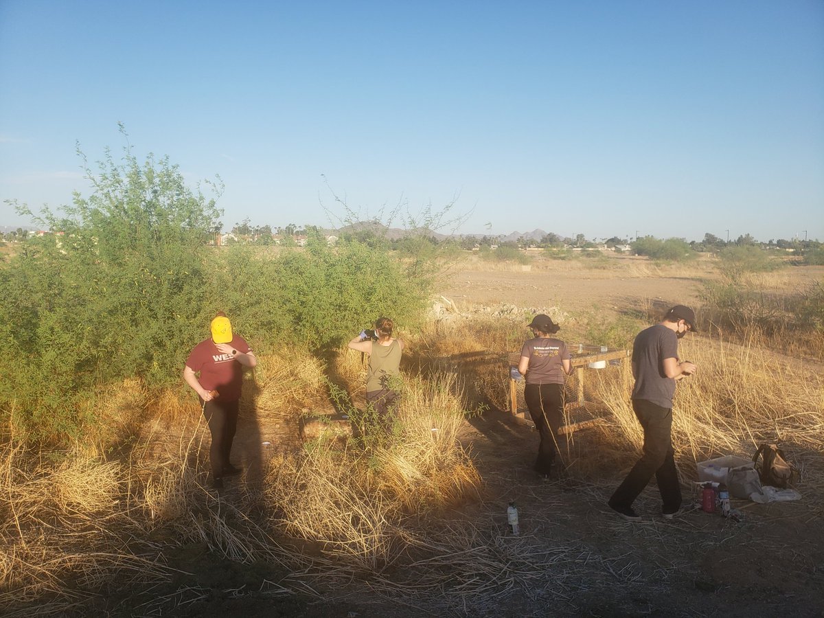 Interested in how #decomposition occurs in the desert? That's exactly what we're investigating, and those predictable insect succession patterns are looking a bit less predictable. #forensicentomology research 💜 I've got an amazing team of undergraduates here at <a href="/ASUNewCollege/">New College at West Valley campus</a>