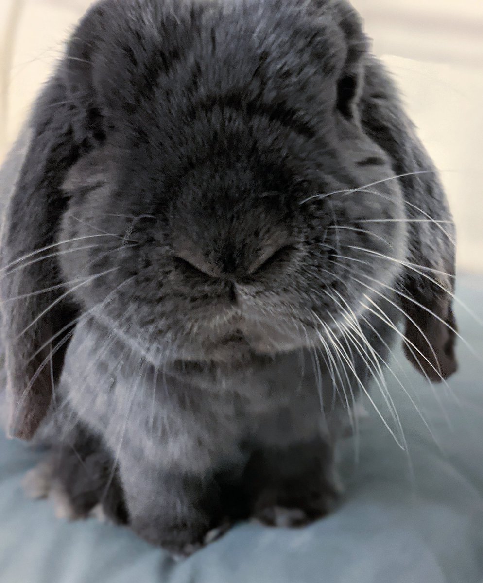 LinusTheBun's tweet photo. *boop #whiskerswednesday https://t.co/xcI54fqdhN