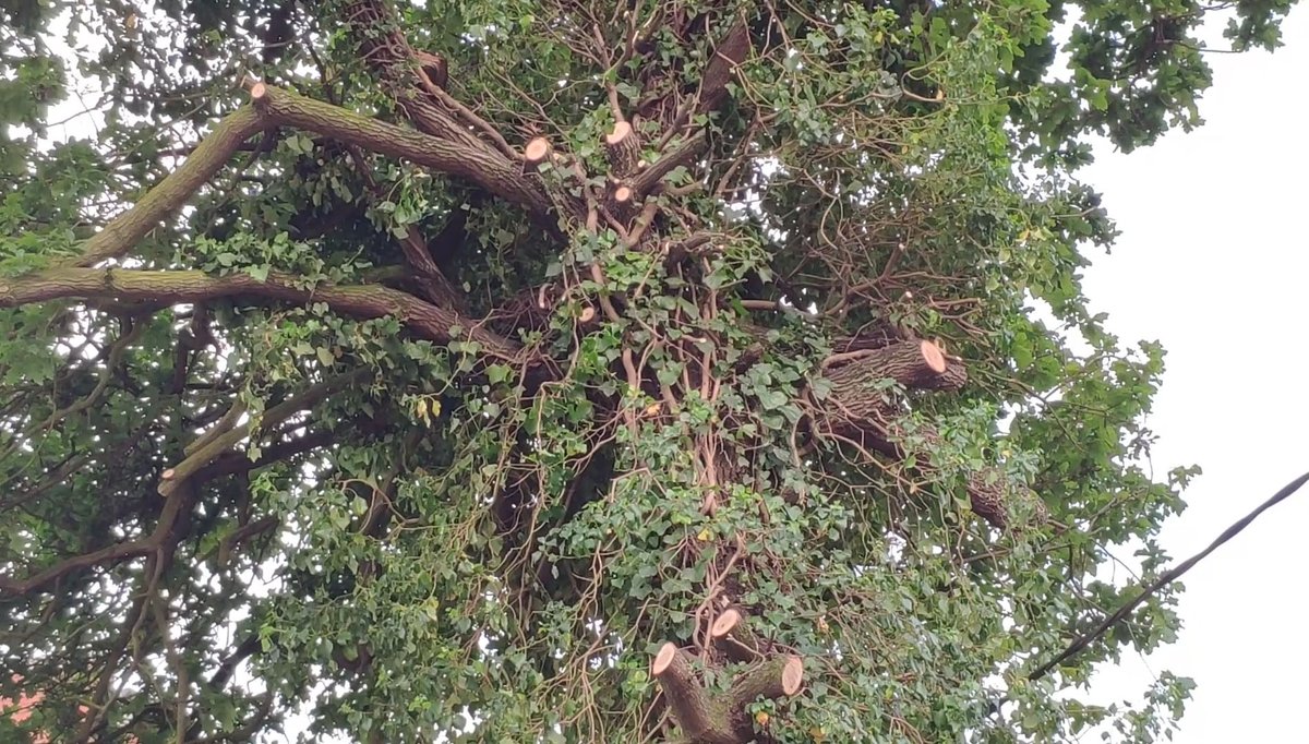 #Berango #UribeKosta

Arana bideko haritzen mozketa ondoren

berangon.eus/2021/04/15/ara…