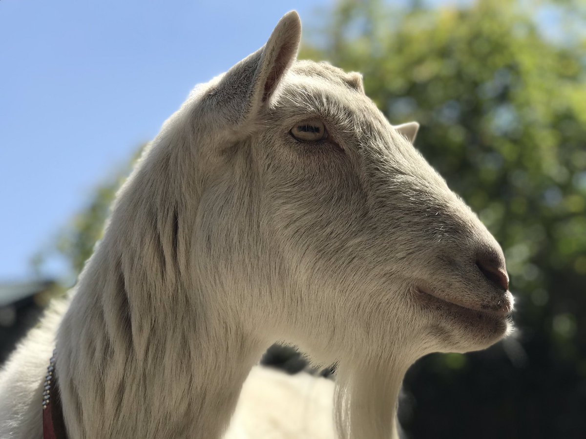 南阿蘇 小泉農園 ふわっふわの生クリームがスポンジに挟まってるような食べ物が食べたい あんこも入ってたらさいこう と妄想してるような顔に見えるのは 気のせいです ヤギ やぎ 山羊 ウメちゃんズ