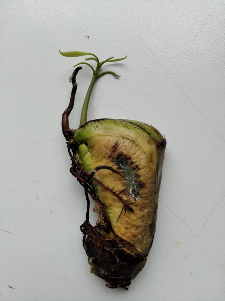 A baby mango soon to be a tree... Hopefully :)