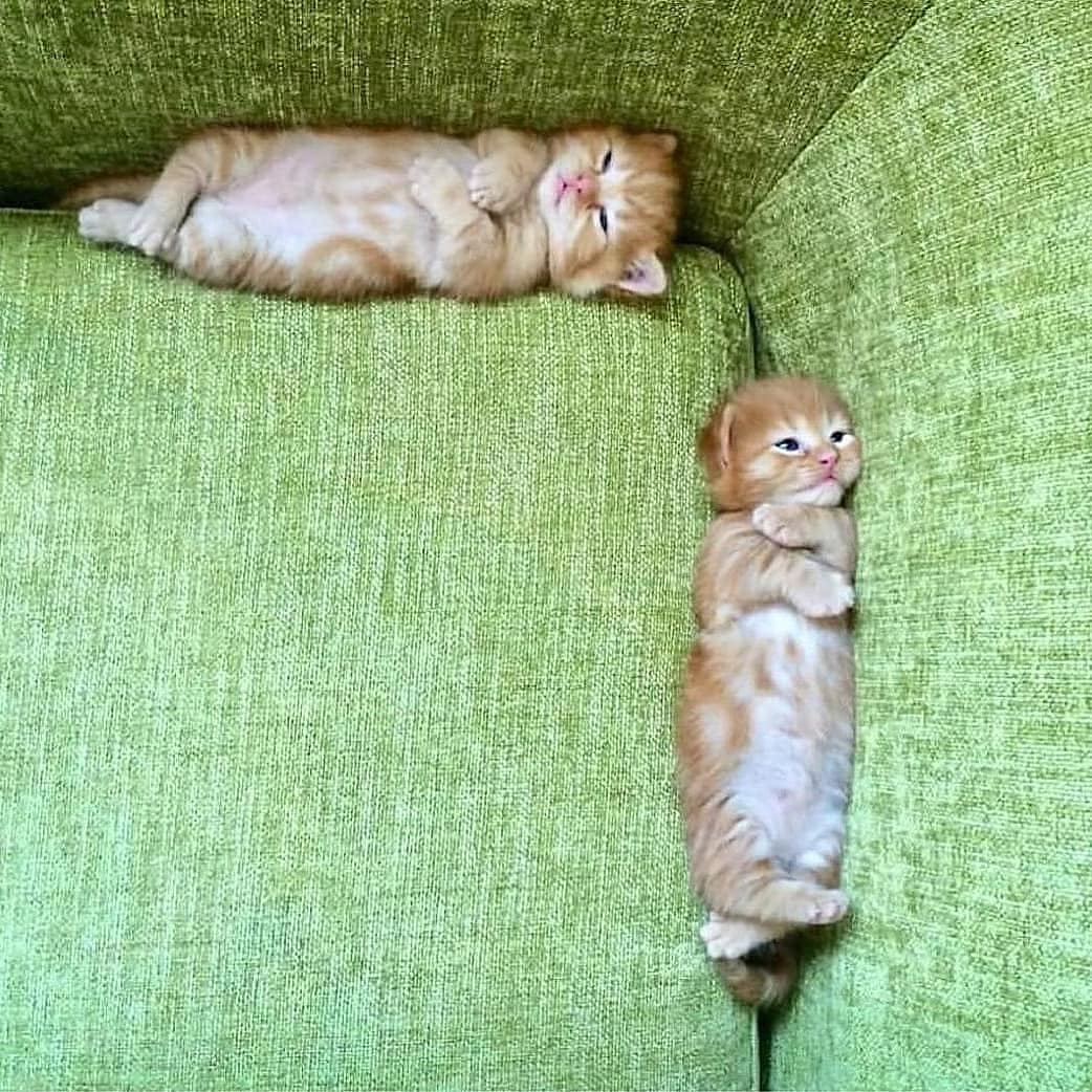 MsRobot4's tweet image. Gateto and Hipogatusa