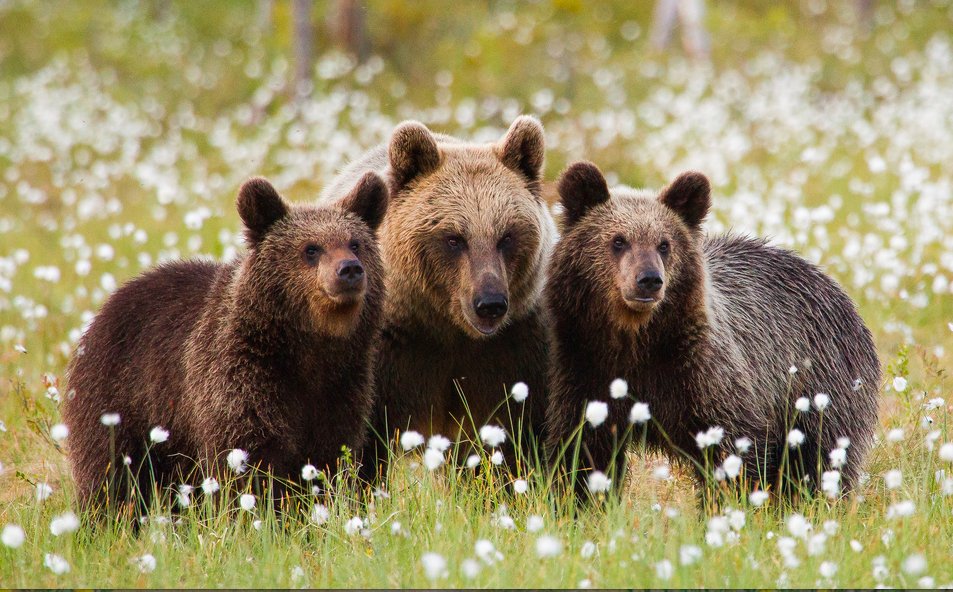 Фотографии 3 медведей. Три медведя. Бурый медведь. Три медвежонка. Красивый медведь.