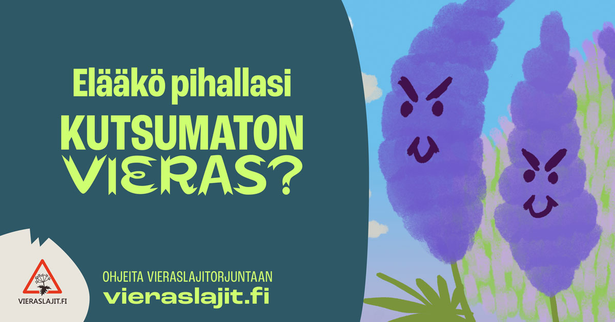 luonnonsuojelu's tweet photo. Elääkö pihallasi #KutsumatonVieras? Havaitsemalla, tunnistamalla, ilmoittamalla ja torjumalla vieraslajeja ylläpidät luonnon monimuotoisuutta. Ohjeita mm. kurtturuusun, espanjansiruetanan, komealupiinin tunnistamiseen ja torjuntaan 👉https://t.co/B1SPEIOEad. https://t.co/vvAe2Ya3UN