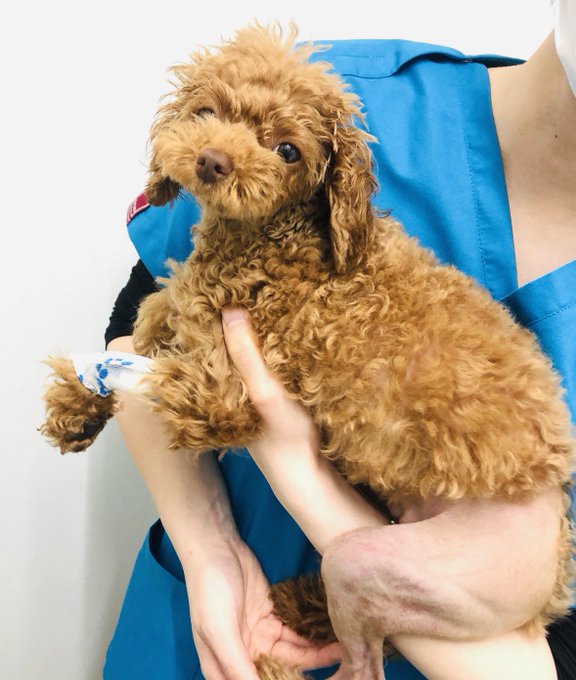 西川貴教が 新しい家族 紹介 生まれつき膝に疾患を抱えている 犬 今 公表したわけ J Cast ニュース