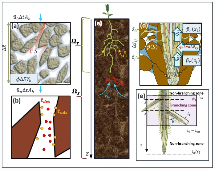 plantandsoil's tweet photo. S. Ruiz et al. studied the Significance of root hairs at the field scale – modelling root water and phosphorus uptake under different field conditions, read the article now! https://t.co/ra75h02L37
#PLSO #rootresearch #openaccess https://t.co/GbG3b7lFCD