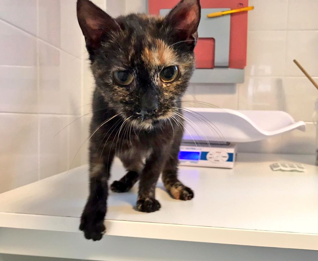 De flea kitten 6 weken