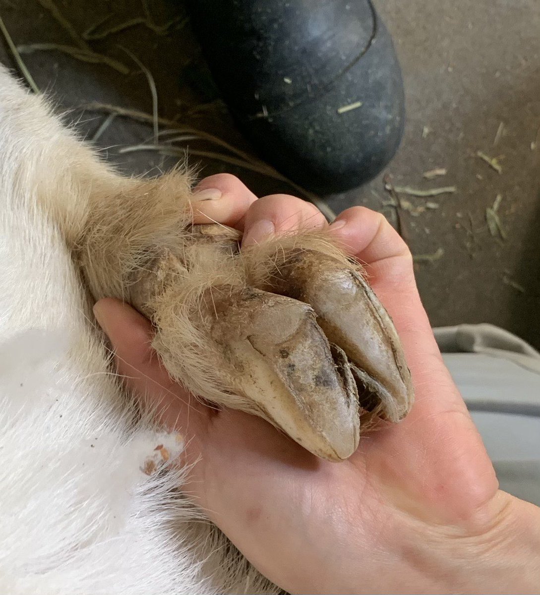 千葉市動物公園 公式 1枚目の写真はヤギの前足を写したものです ヤギの足は主蹄2本 副蹄2本の4本指です 主蹄より小さな副蹄は普段 地面についていませんが 斜面で体を支える働きをします ギ 千葉市動物公園 子ども動物園 シバヤギ 千葉市動物公園 公式 1枚目の写真はヤギの前足を写したものです ヤギの足は主蹄2本 副蹄2本の4本指です 主蹄より小さな副蹄は普段 地面についていませんが 斜面で体を支える働きをします ギ 千葉市動物公園 子ども動物園 シバヤギ